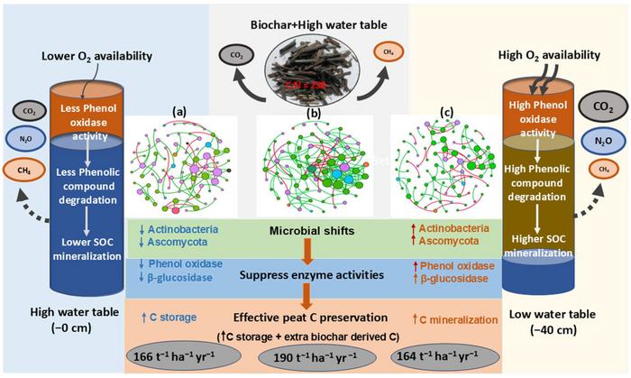 Restoring degraded agricultural peatlands: how rewetting, biochar, and iron sulphate synergistically modify microbial hotspots and carbon storage