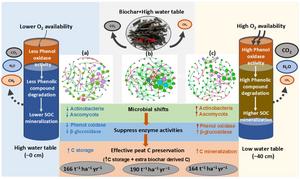 Restoring degraded agricultural peatlands: how rewetting, biochar, and iron sulphate synergistically modify microbial hotspots and carbon storage