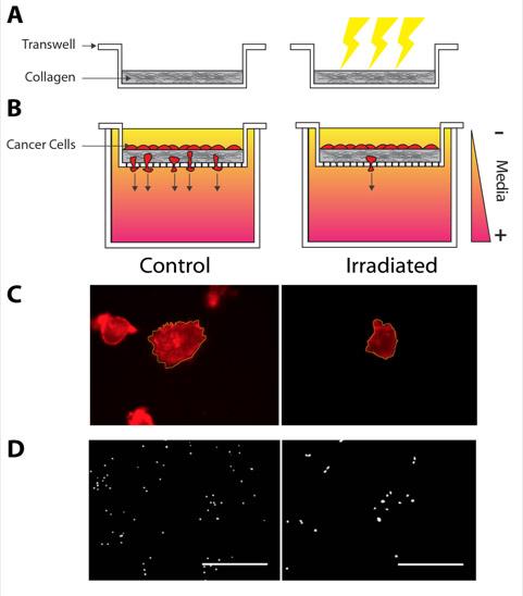 Collage Matrices, Cancer Cell
