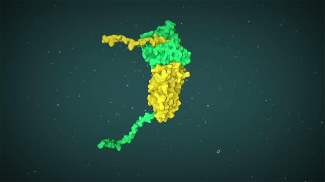 Established Medications Combat Lung Cancer Tumor Growth (2 of 3)