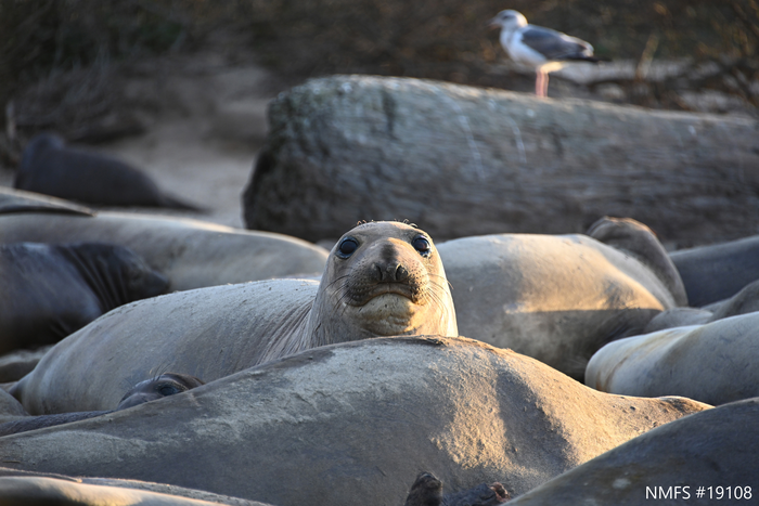 Northern elephant seal