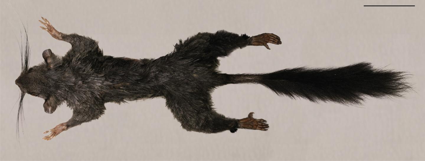 <em>Zenkerella insignis</em>