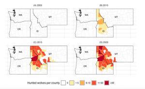 Maps of wolves hunted by county in Northern Rocky states 2005 - 2020