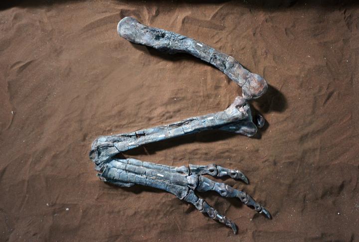 Dilophosaurus leg