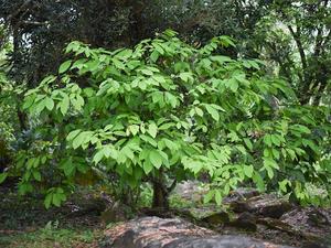 Cacao tree growing beneath a tropical forest canopy