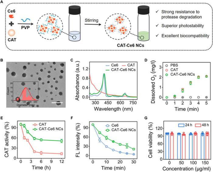 Figure 5. Preparation and characterization of CAT-Ce6 NCs