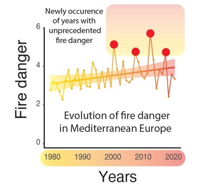 FOREST FIRE