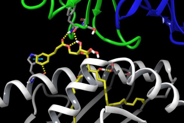 New Modified Ligand Helps Activate Invariant Natural Killer T Cells