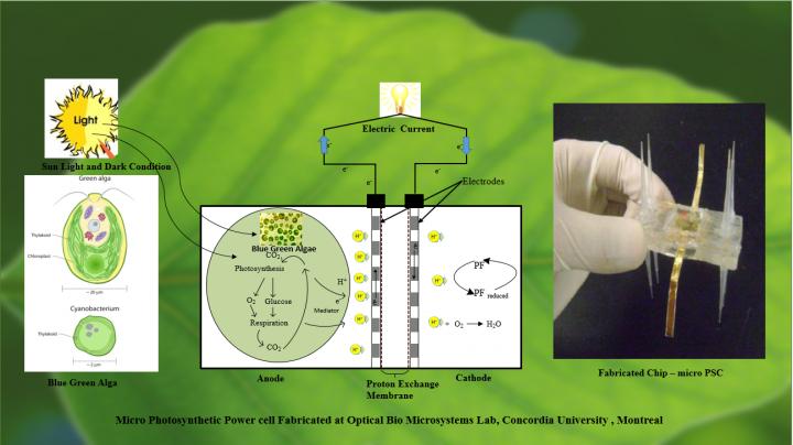 Anatomy of Micro Photosynthetic Cell