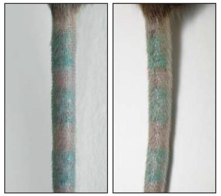 Tattoos Persist After Dermal Macrophages Are Killed