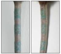 Tattoos Persist After Dermal Macrophages Are Killed