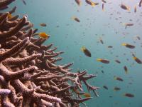 Staghorn Corals