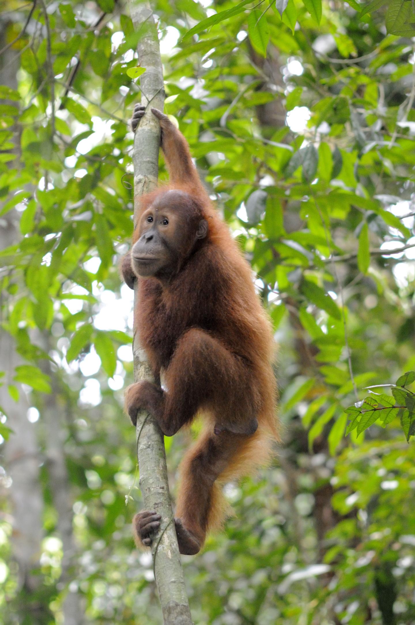 Young Orangutan