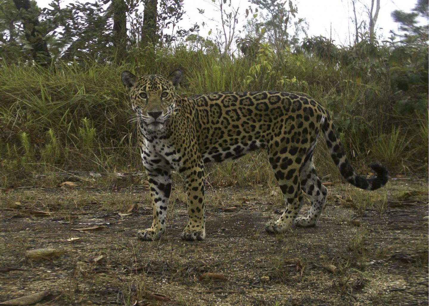 Jaguar