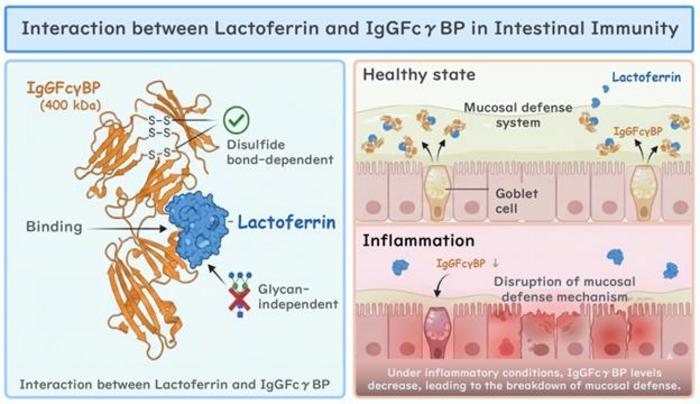 Lactoferrin and IgGFcγBP interaction