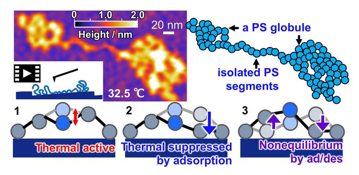 Observations reveal different states among different segments of a single adsorbed polymer