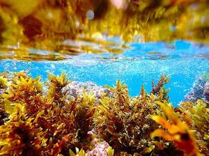 An underwater Israeli seaweed garden.