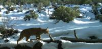Bobcat