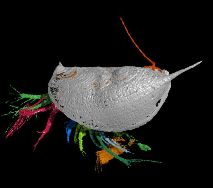 Tongue Worm and Host Animal with Shell