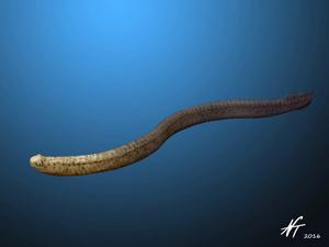 Illustration of Ordovician conodont