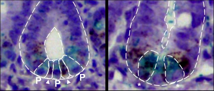 Murine small intestinal crypts.
