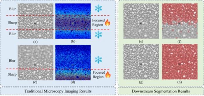 Figure 6. Compared with conventional and neural baselines (left), the proposed approach yields uniformly sharp cell structures across the entire field of view and substantially improves the quality of Cellpose-based cell segmentation (g,h).