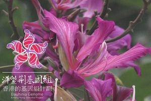 Hong Kong Bauhinia Genome Project