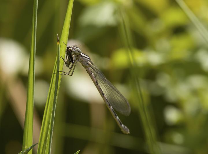 Damselfly eating