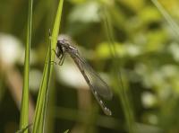 Damselfly eating