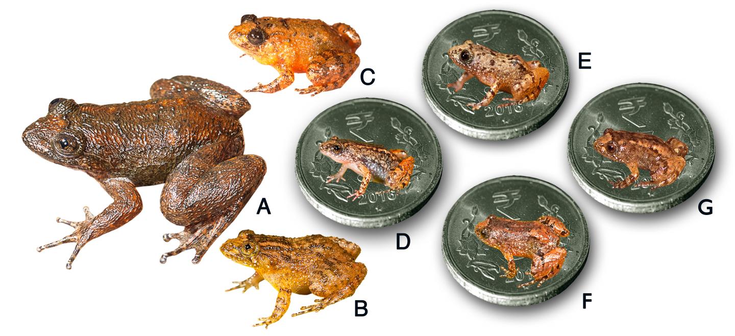 Seven New Frog Species Discovered from the Western Ghats