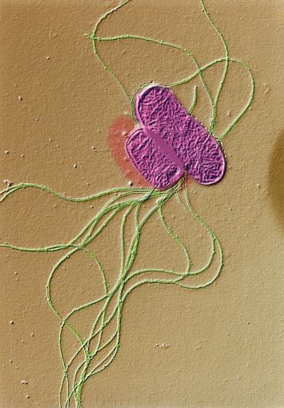 Salmonella Typhimurium
