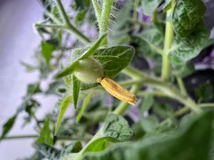 Flowering tomato