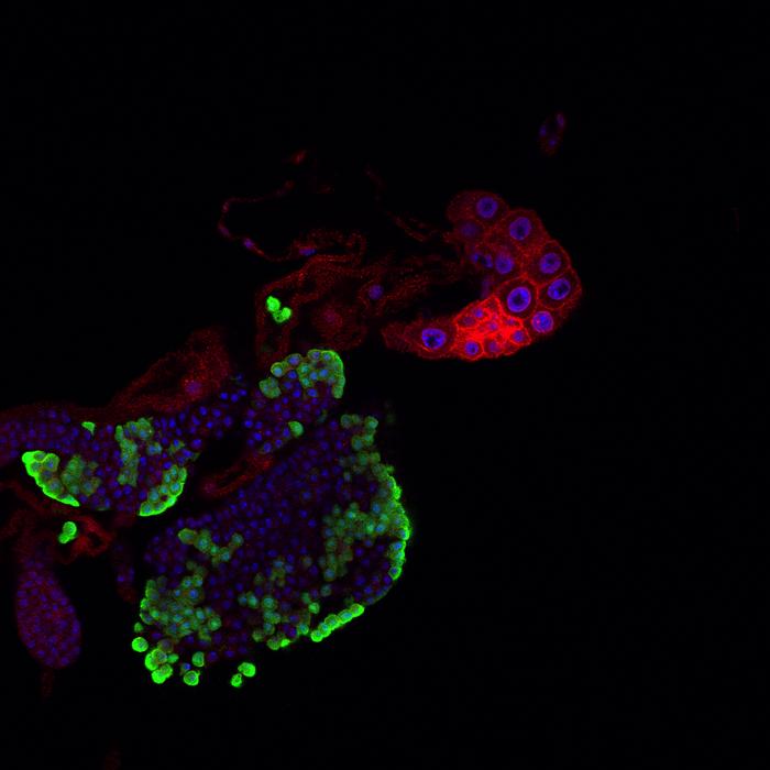 Immune-Endocrine Interaction in Drosophila