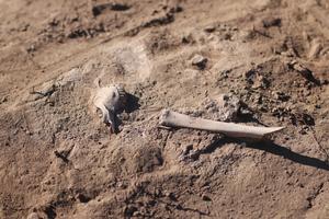 Archaeological sheep bones