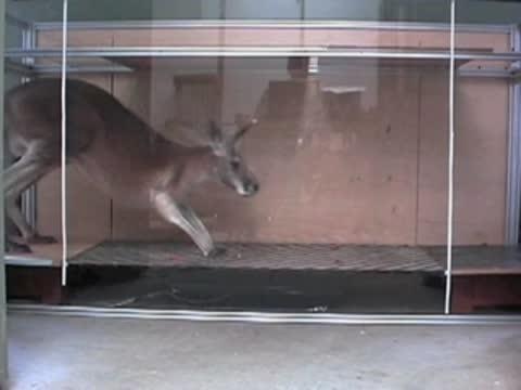 Kangaroo Locomotion