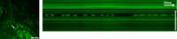 Label-free Tissue Imaging With SRS Microscopy