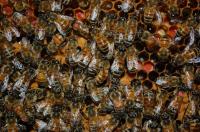 Honeybees