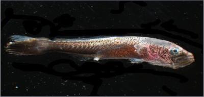 Cobia Larvae -- 10 Days Old
