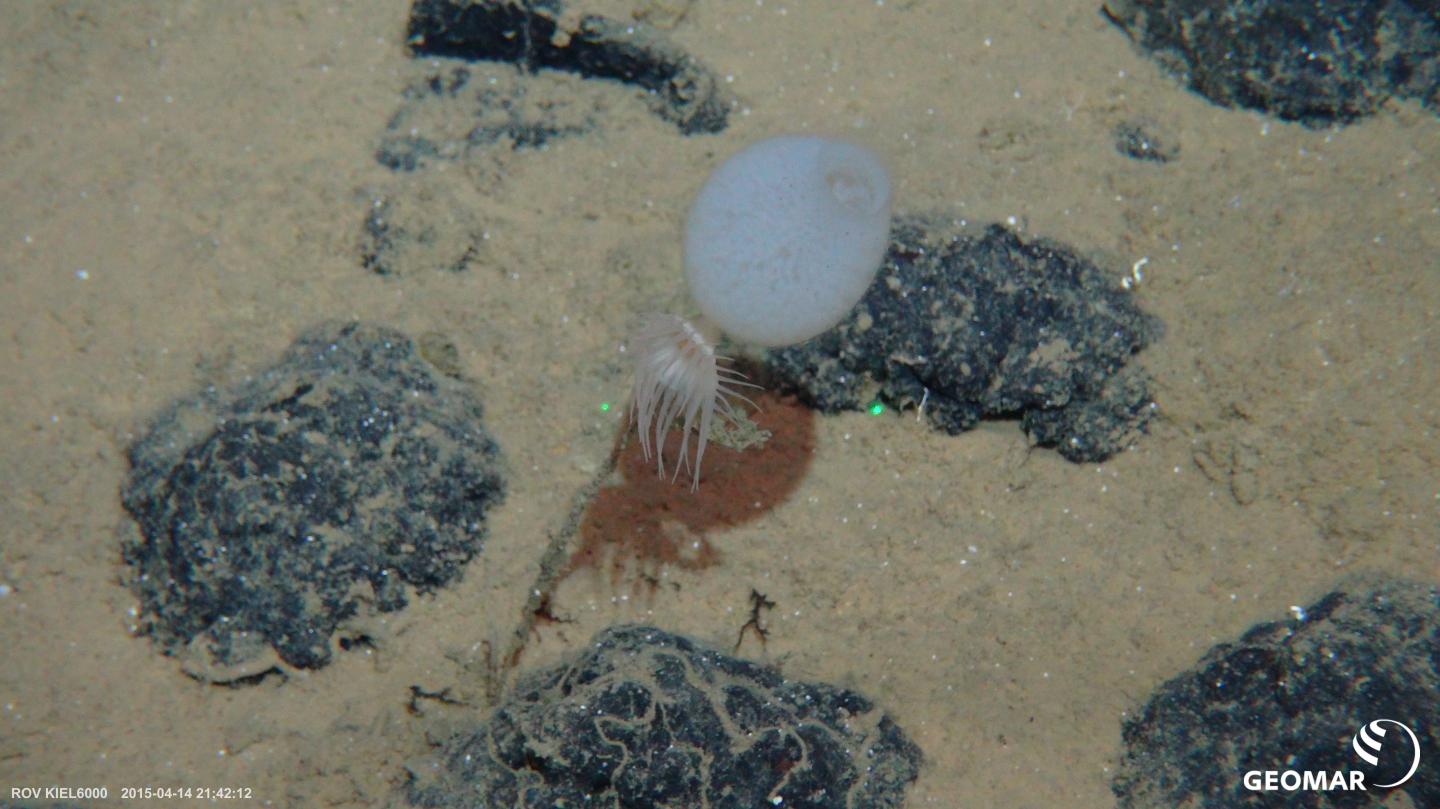 Deep-sea sponge