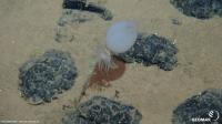 Deep-sea sponge