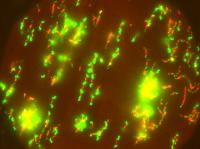 Fluorescent Bacteria