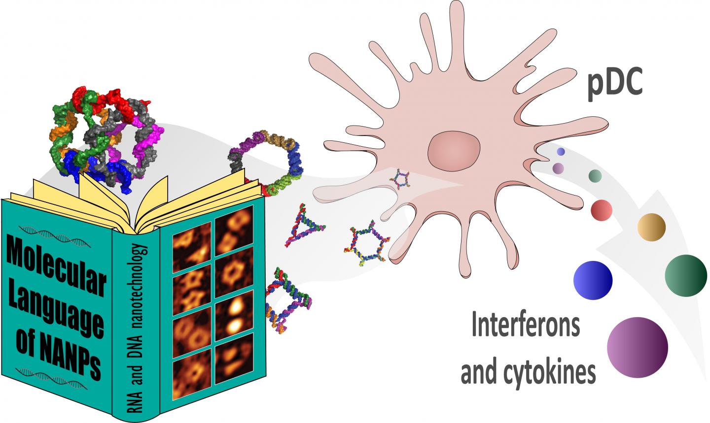 Nucleic Acid Nanoparticles as Immune 