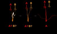 Progression of a mitral cell
