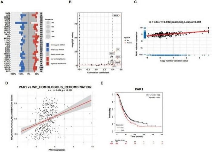 PAK1 expression is adversely associated with the overall survival of ovarian cancer patients