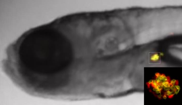 Zebrafish