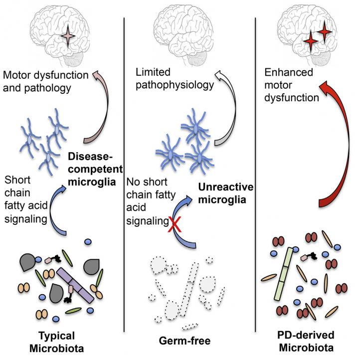 Microbes in Mouse Model of Parkinson's