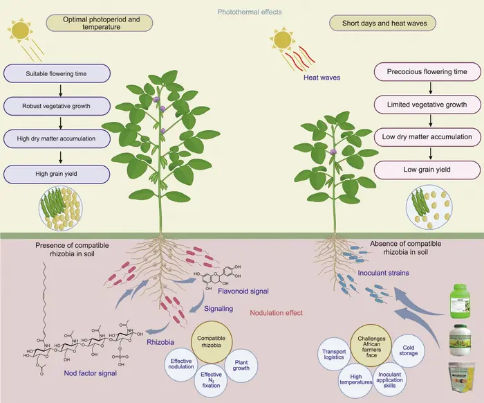 Photothermal and nodulation effects of soybean crops. Photothermal effect