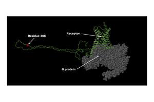Protein Model