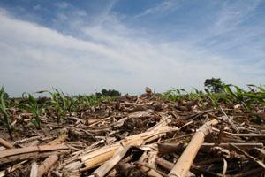 Corn Residue