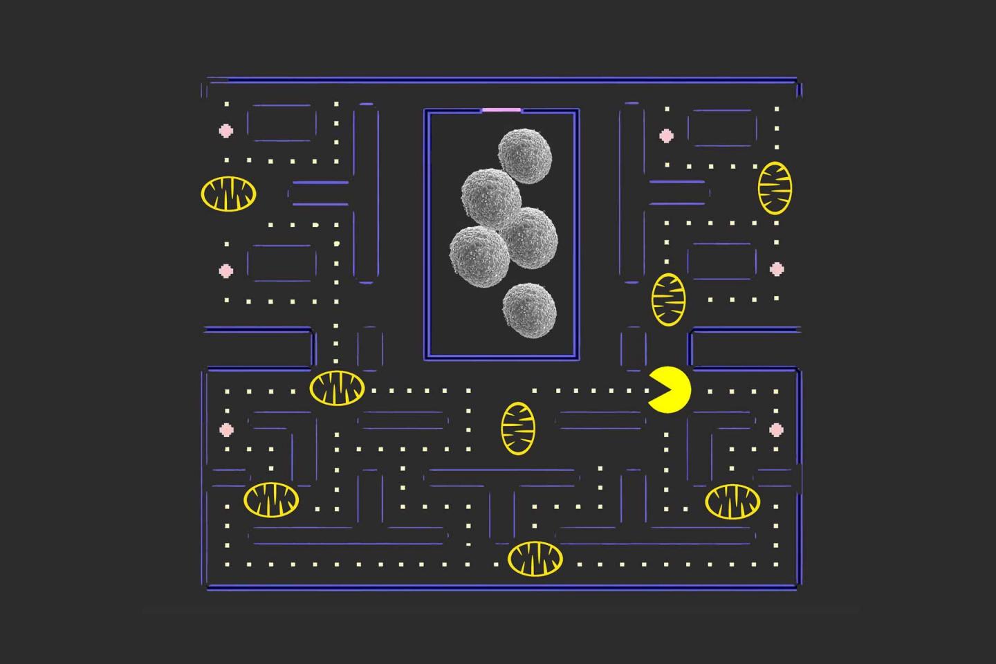 Mitophagy